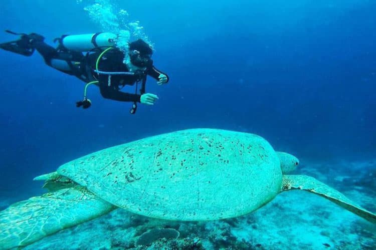 Maratua Island: A Hidden Gem of Breathtaking Biodiversity and Adventure