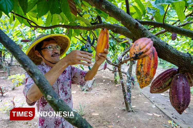 Mengunjungi Taman Kakao Coklat, Wisata Edukasi dari Kulonprogo yang Mendunia