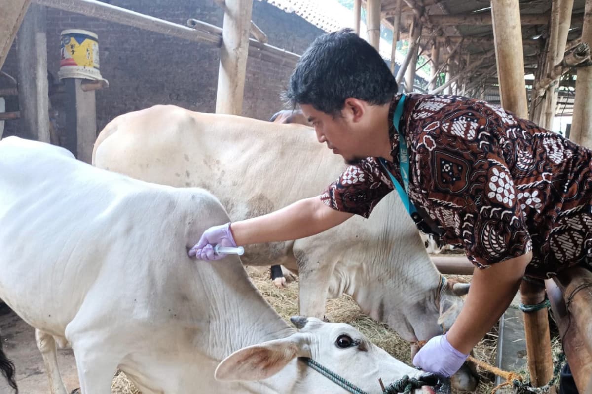 Jogja Siaga PMK: Meski Nol Kasus, Pemkot Yogyakarta Tetap Gas Vaksinasi Ternak