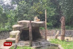 Bandung Zoo Diselamatkan, Pemerintah Pusat dan Daerah Berbagi Peran